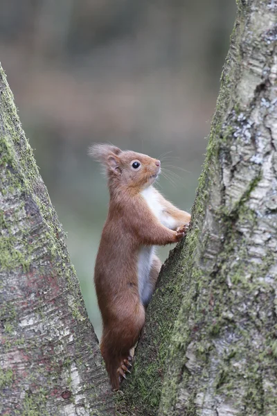 Esquilo vermelho, Sciurus vulgaris — Fotografia de Stock