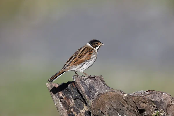 Escrevedeira, emberiza schoeniclus — Fotografia de Stock