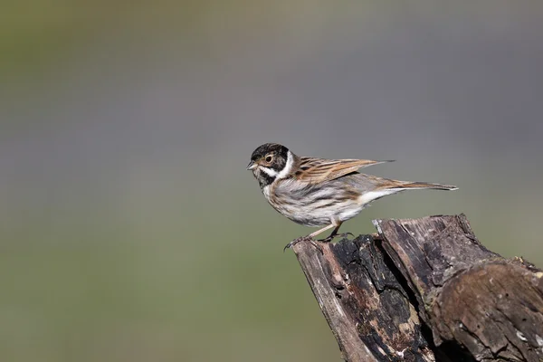 리드 멧 새, emberiza schoeniclus — 스톡 사진