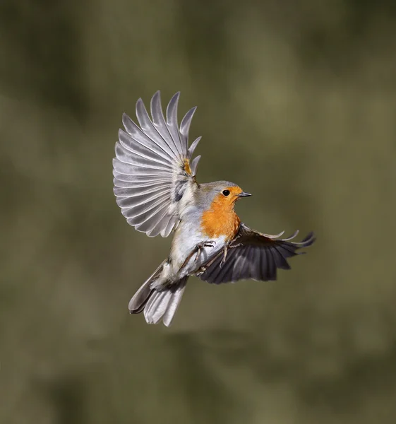 Робин, Erithacus rubecula — стоковое фото