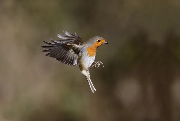 Petirrojo, erithacus rubecula — Foto de Stock