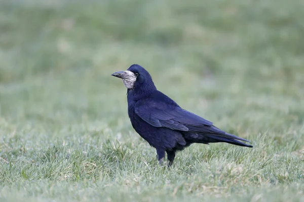 Torsk, Corvus frugilegus — Stockfoto