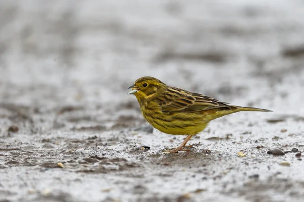 Geelgors, emberiza citrinella — Stockfoto