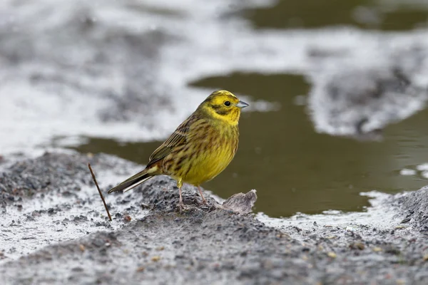 Escribano cerillo, emberiza citrinella — Foto de Stock