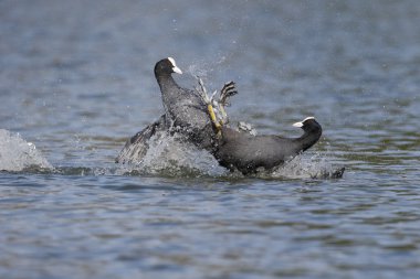 Coot, Fulica atra
