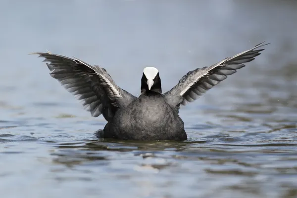 Galeirão, fulica atra — Fotografia de Stock