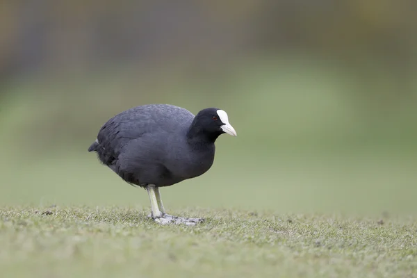 Coot, Fulica atra — Stock Photo, Image