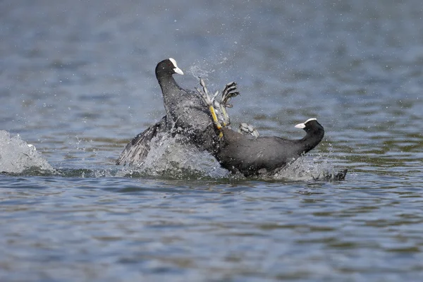 Лысуха fulica atra — стоковое фото