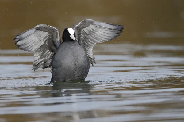 Focha común, fulica atra —  Fotos de Stock