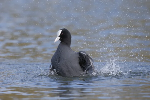 Лысуха fulica atra — стоковое фото