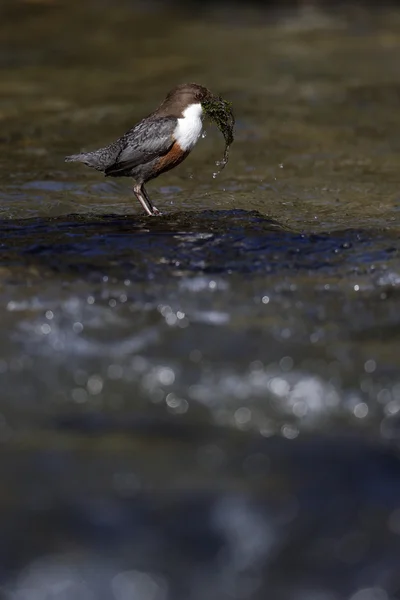 Dipper, cinclus cinclus, — Stockfoto