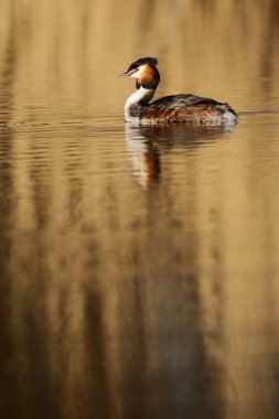 büyük tepeli batağan, podiceps cristatus