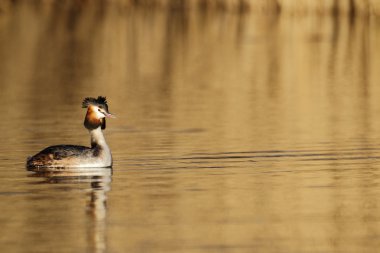 büyük tepeli batağan, podiceps cristatus