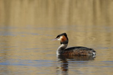 büyük tepeli batağan, podiceps cristatus
