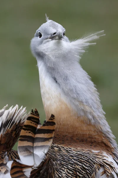 Great bustard, Otis tarda — Stock Photo, Image