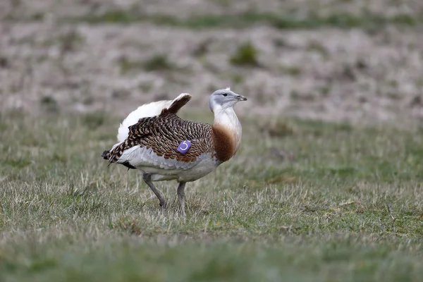 Great bustard, Otis tarda — Stock Photo, Image