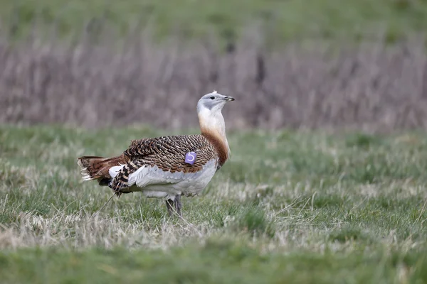 Great bustard, Otis tarda — Stock Photo, Image