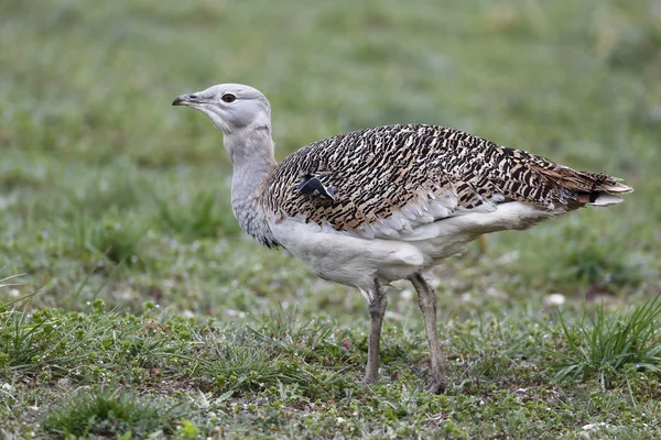 Stor bustard, otis tarda — Stockfoto