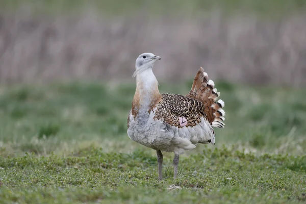 Great bustard, Otis tarda — Stock Photo, Image