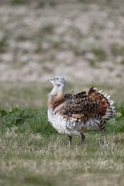 Great bustard, Otis tarda — Stock Photo, Image