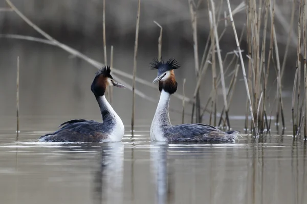 Grebe de gran cresta, Podiceps cristatus — Foto de Stock