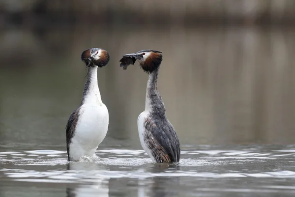 偉大なトキ カイツブリ、湖北町 — ストック写真