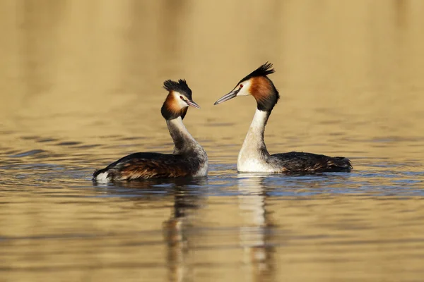 Büyük tepeli batağan, podiceps cristatus — Stok fotoğraf