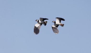 Kuzey Lapwing, Vanellus Vanellus
