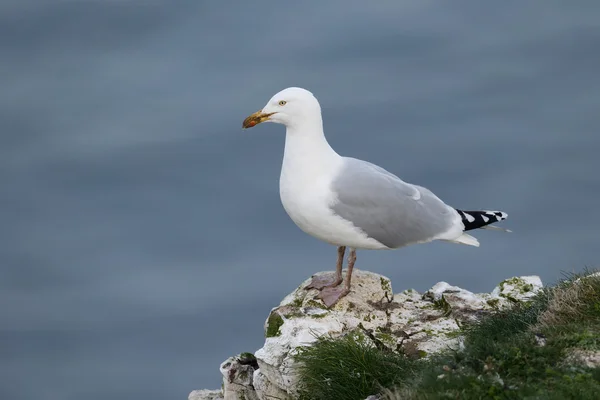 Sleď obecný, Larus argentatus — Stock fotografie