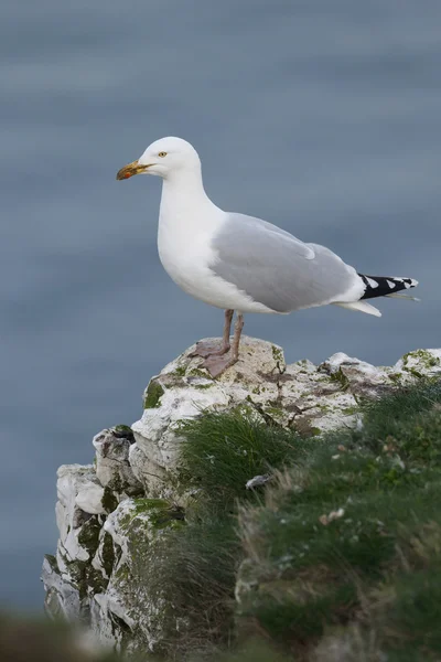 Goéland argenté, Larus argentatus — Photo