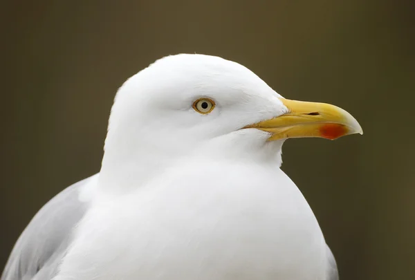 Sleď obecný, Larus argentatus — Stock fotografie