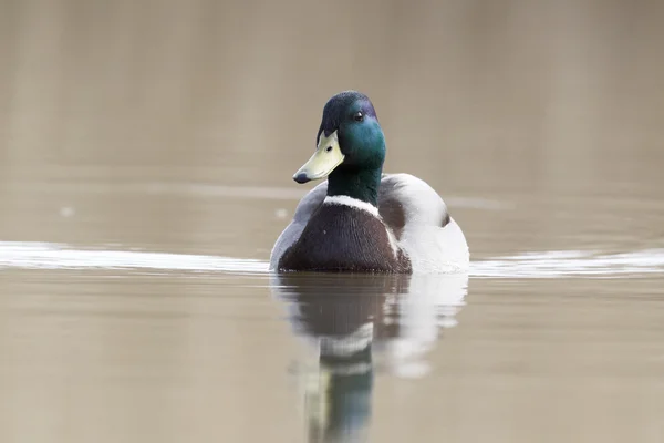 Pato-real, anas platyrhynchos — Fotografia de Stock