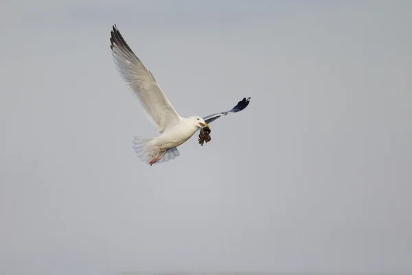 Gabbiano aringa, Larus argentatus — Foto Stock