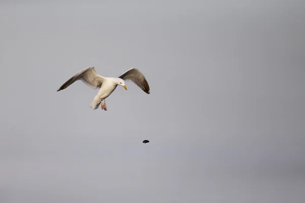 Herring gull, Larus argentatus