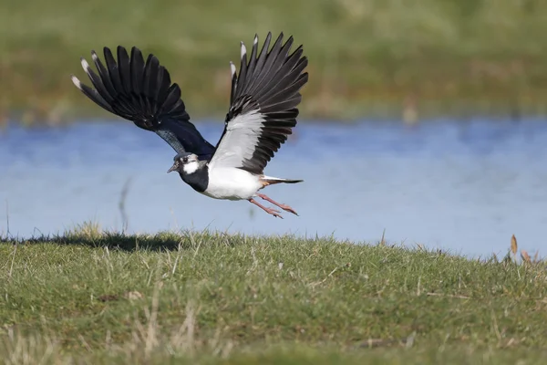 Northern lapwing, Vanellus vanellus — Stock Photo, Image