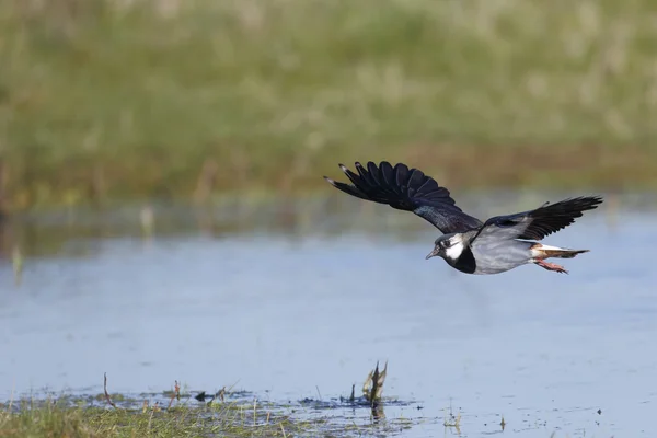 Kiebitz, Vanellus vanellus — Stockfoto