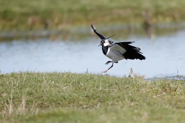 Northern lapwing, Vanellus vanellus — Stock Photo, Image