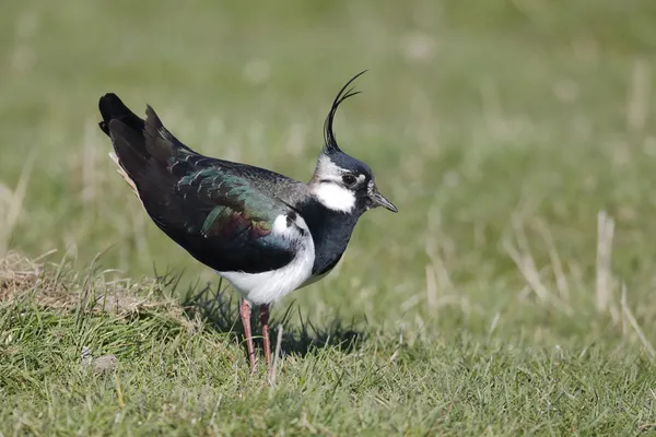 Lapwing Norte, Vanellus vanellus — Foto de Stock