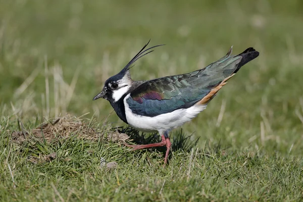 Northern lapwing, Vanellus vanellus — Stock Photo, Image