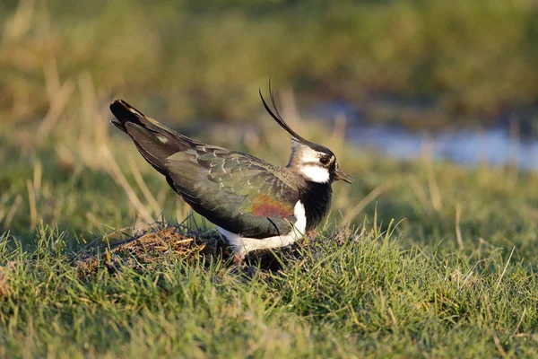 Lapwing settentrionale, Vanellus vanellus — Foto Stock