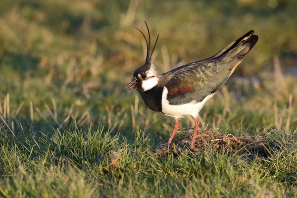 Vanneau cendré, Vanellus vanellus — Photo