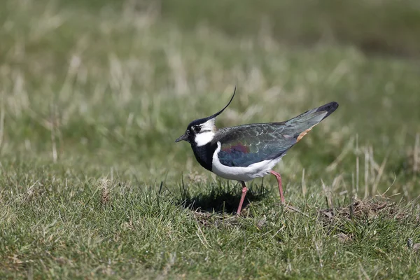 Kiebitz, Vanellus vanellus — Stockfoto