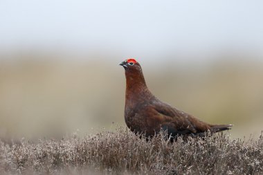 Kırmızı Orman Tavuğu, lagopus lagopus scoticus