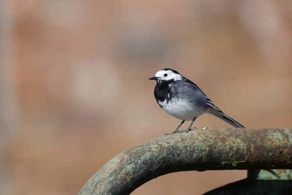 Pied Fabtail, Motacilla alba yarrefeli — стоковое фото