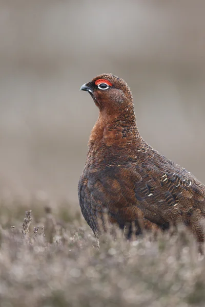 赤いライチョウ、道央道央 scoticus — ストック写真