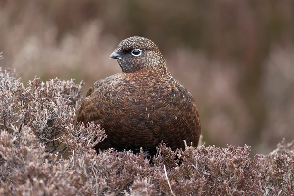 Red grouse, Lagopus lagopus scoticus — Stock Photo, Image