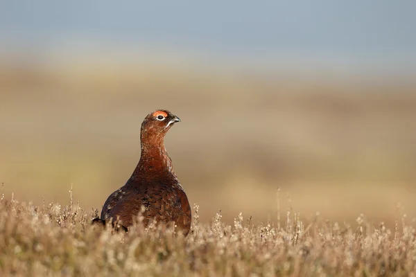 Red grouse, Lagopus lagopus scoticus — Stock Photo, Image