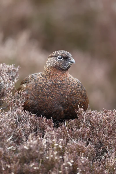 Red grouse, Lagopus lagopus scoticus — Stockfoto