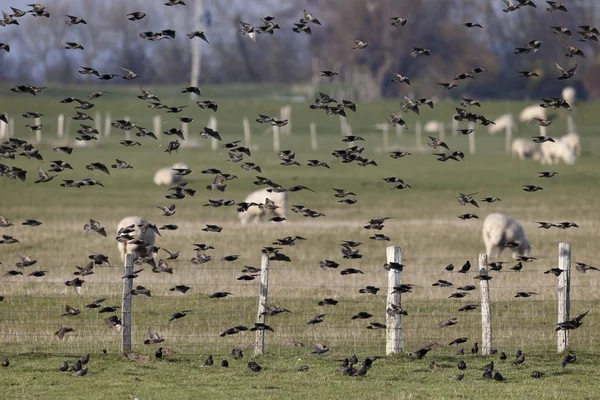 Špaček, sturnus vulgaris — Stock fotografie