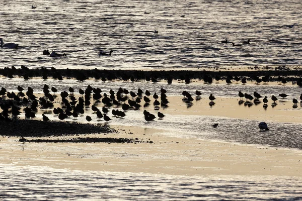 Watvögel, — Stockfoto